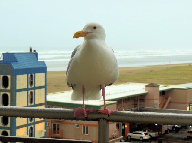 This guy visited our resort room balcony twice! Once in the morning and again, another day in the evening!