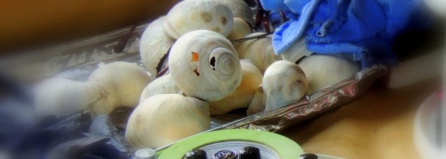 moon-snail-shells
